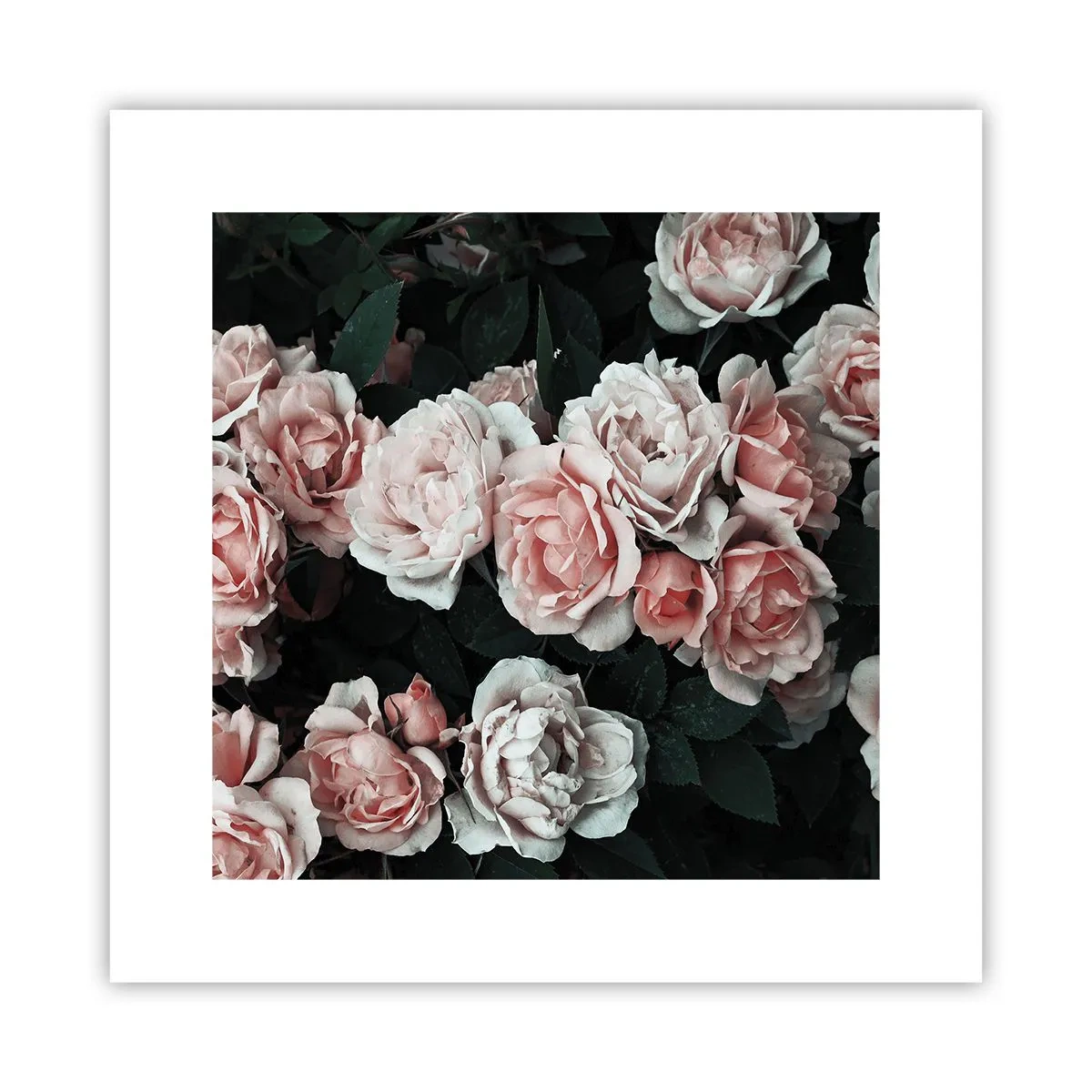 Plakat - Różany ansamble - 30x30 cm