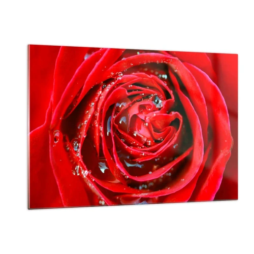 Obraz na szkle - Zbliżenie na czerwoną różę z kroplami rosy - 120x80cm - W kroplach rosy - Nowoczesna dekoracja ścienna do salonu, kuchni i sypialni ARTTOR