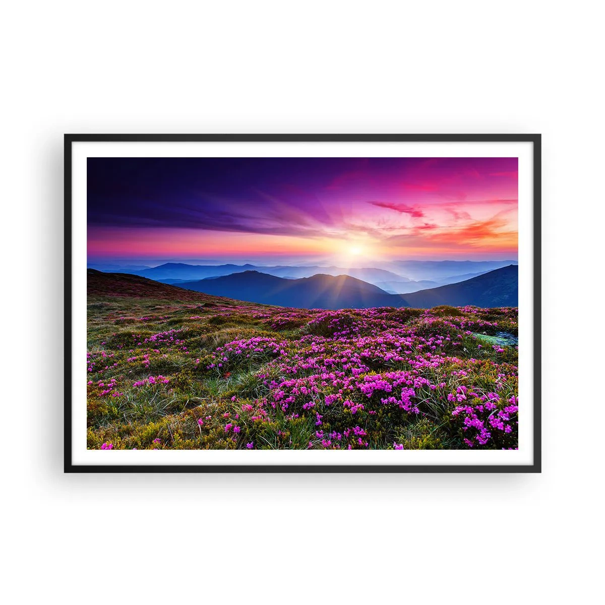 Plakat w czarnej ramie - Górska łąka z kwiatami o zachodzie słońca - 100x70cm - Ziół zapachniały świeże pęki od niw - Nowoczesna dekoracja ścienna do salonu i sypialni ARTTOR