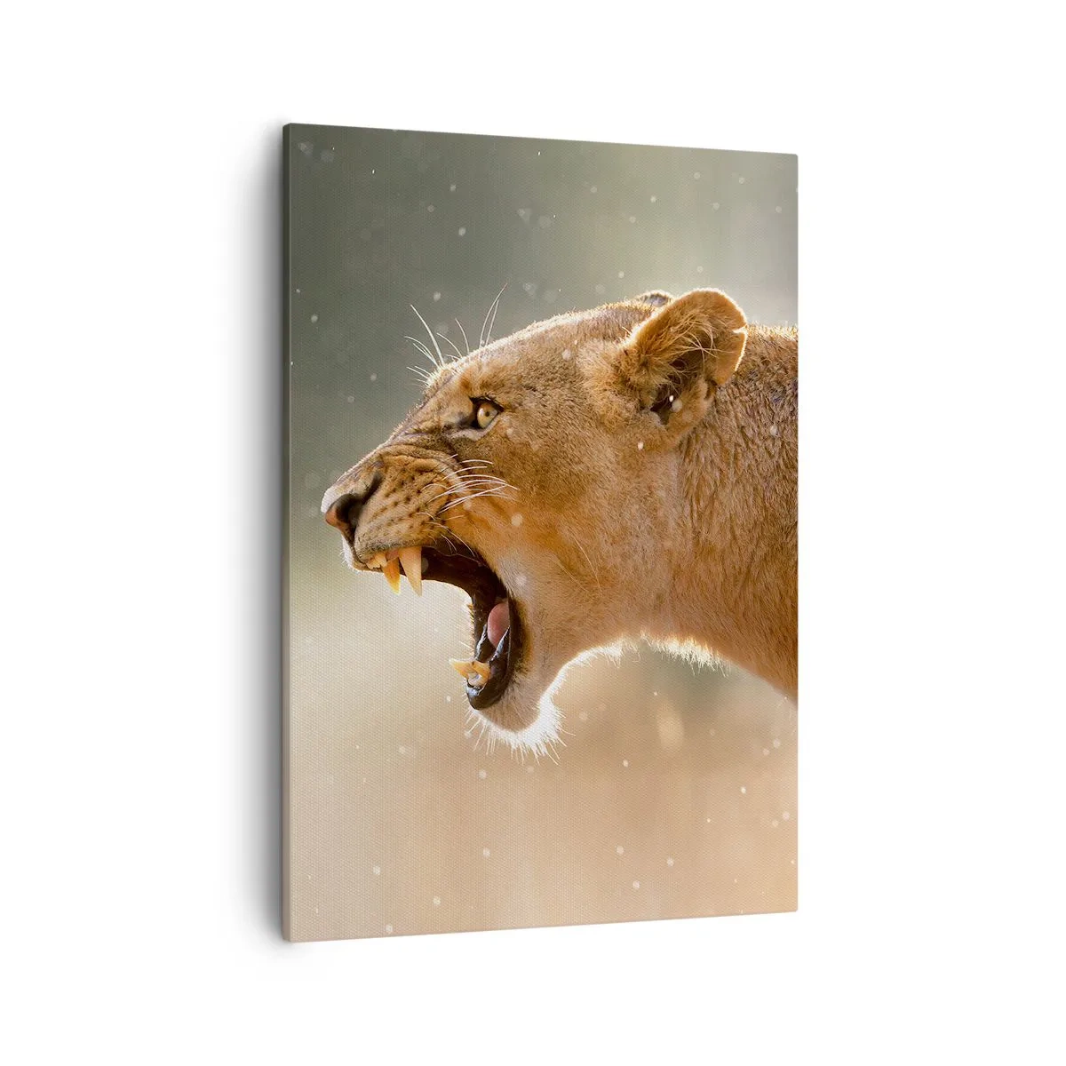 Obraz na płótnie - Dynamiczna fotografia ryczącej lwicy ukazanej w złotym świetle z unoszącymi się drobinami kurzu - 50x70cm - Spróbuj nie posłuchać - Nowoczesna dekoracja ścienna do salonu, kuchni i sypialni ARTTOR