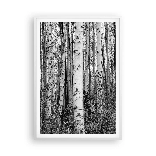 Plakat w białej ramie - Brzozowa kolumnada - 70x100 cm