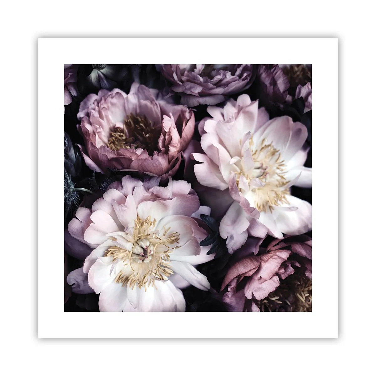 Plakat - Bukiet w dawnym stylu - 40x40 cm