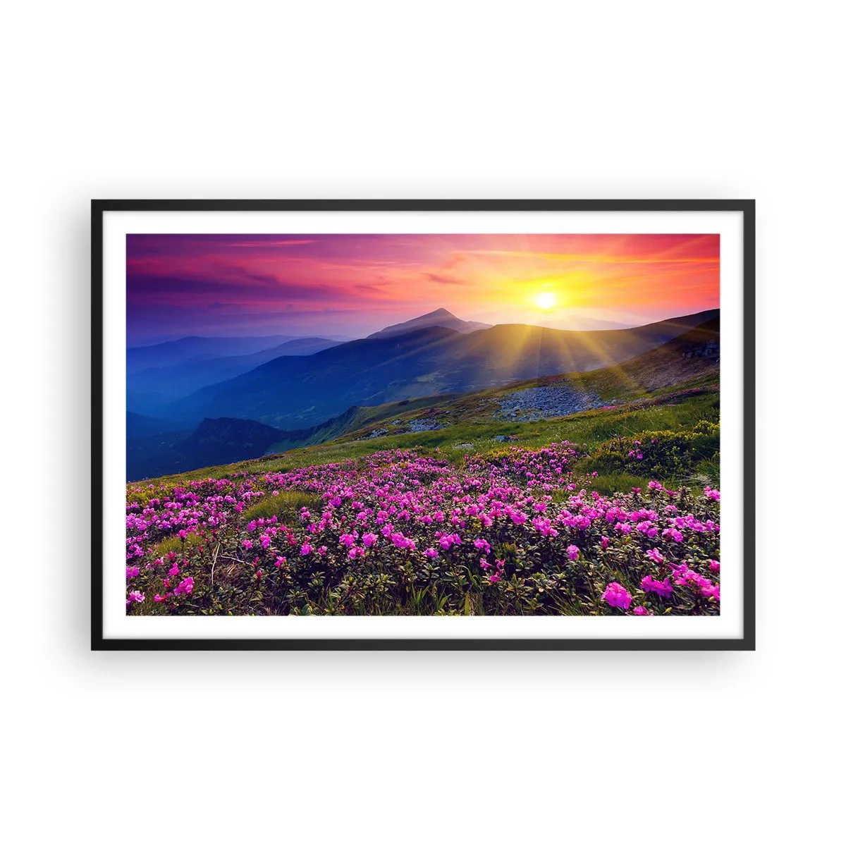 Plakat w czarnej ramie - … A dokoła pachnie kosodrzewina i wonieją zioła - 91x61 cm