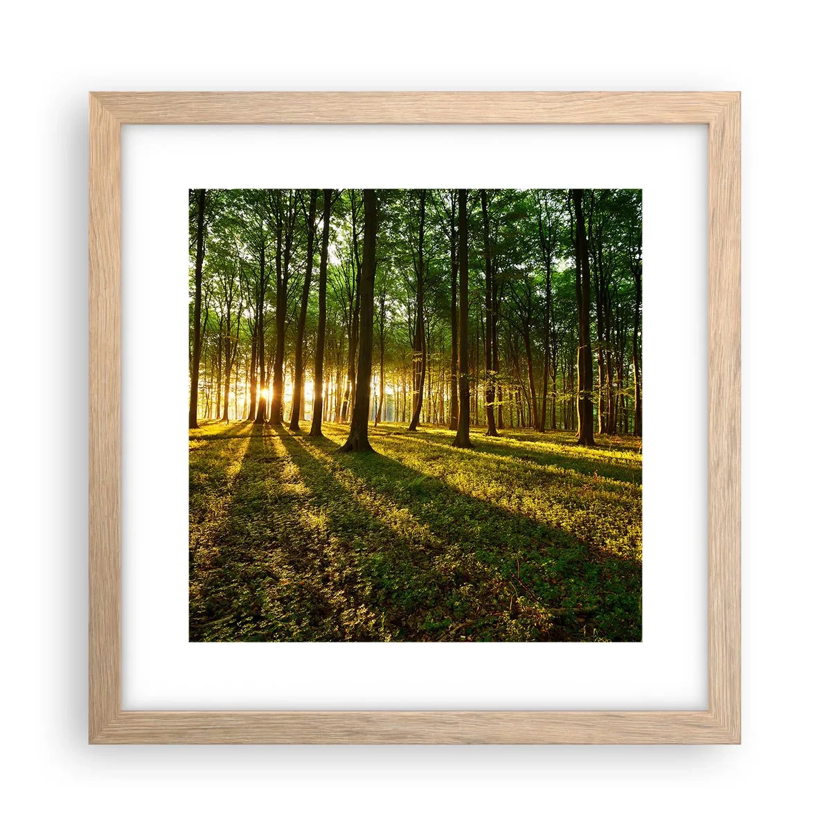 Plakat w ramie jasny dąb - Fotografia wszystkich wiosen - 30x30 cm
