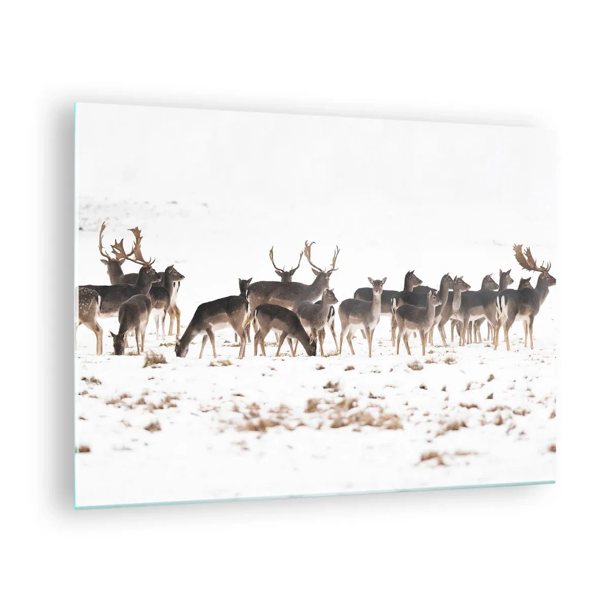 Obraz na szkle - Fotografia przedstawiająca stado jeleni w śnieżnym krajobrazie - 70x50cm - Idą święta? - Nowoczesna dekoracja ścienna do salonu i sypialni ARTTOR