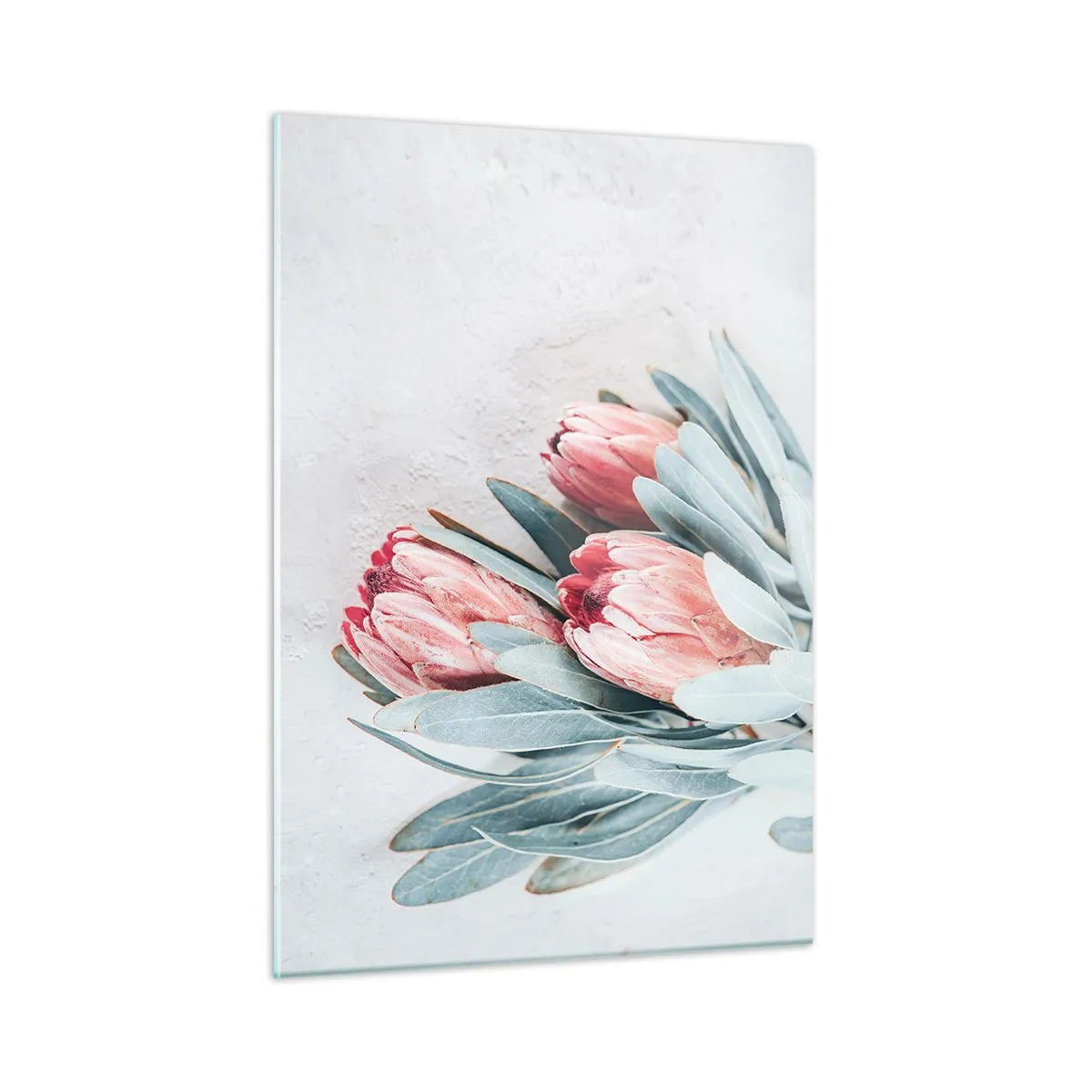 Obraz na szkle - Trzy pastelowe kwiaty protei z liśćmi na jasnym tle - 50x70cm - Zawstydzone własną urodą - Nowoczesna dekoracja ścienna do salonu, kuchni i sypialni ARTTOR