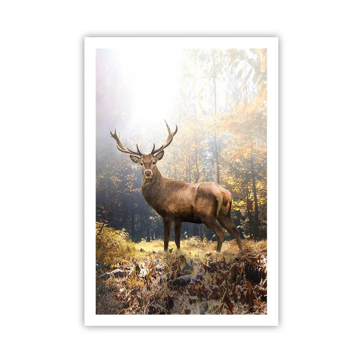 Plakat - W pełnym majestacie - 61x91 cm