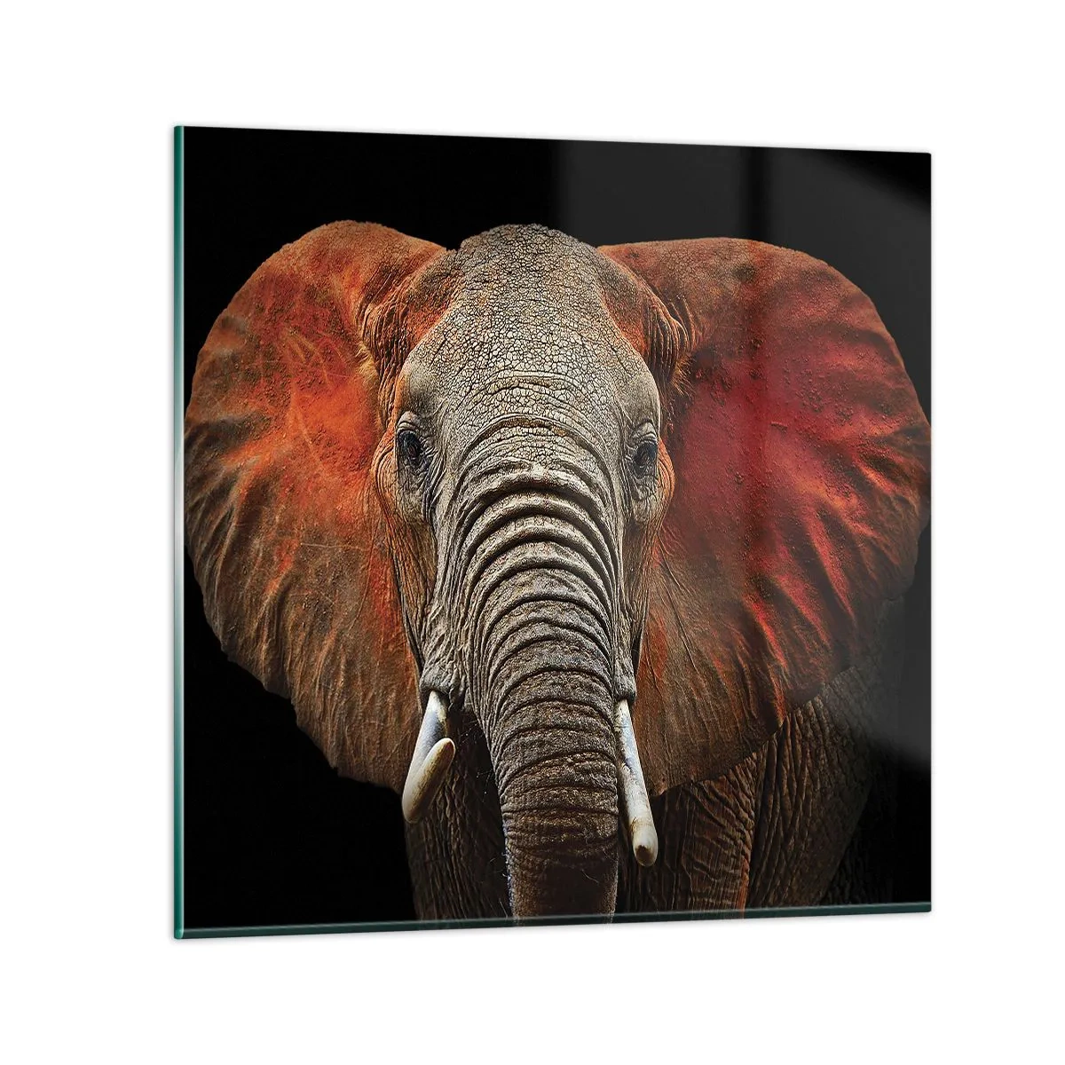 Obraz na szkle - Jestem dziki, a ty? - 60x60 cm