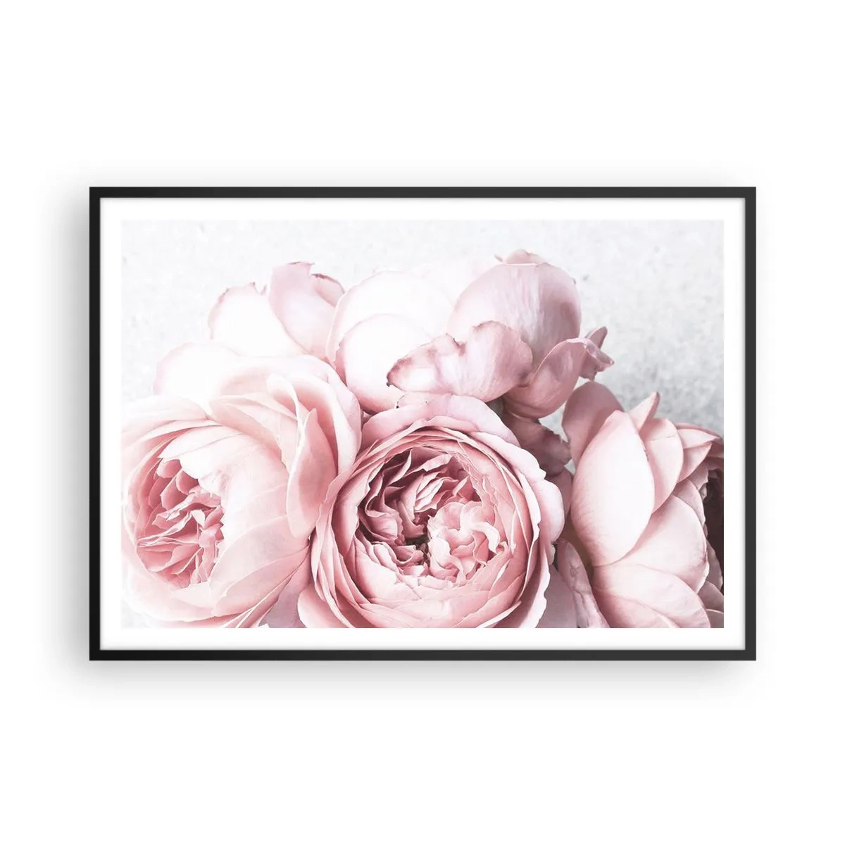 Plakat w czarnej ramie - Różowe piwonie w delikatnym świetle na jasnym tle - 100x70cm - Dla romantyków - Nowoczesna dekoracja ścienna do salonu i sypialni ARTTOR