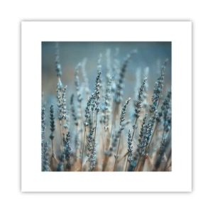 Plakat - Pachnący łan - 30x30 cm