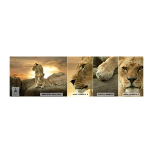 Fototapeta Próbka Samoprzylepna Deluxe Sticker - Królewski majestat - Zwierzęta, Lew, Natura - 100x30 cm