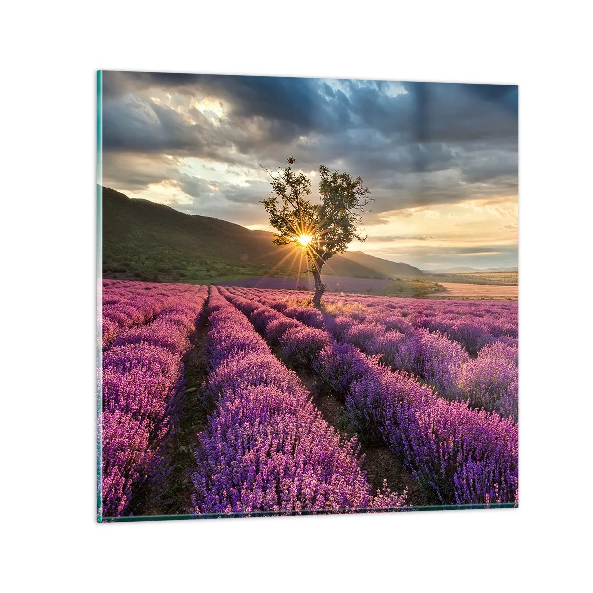 Obraz na szkle - Aromat w kolorze lila - 60x60 cm