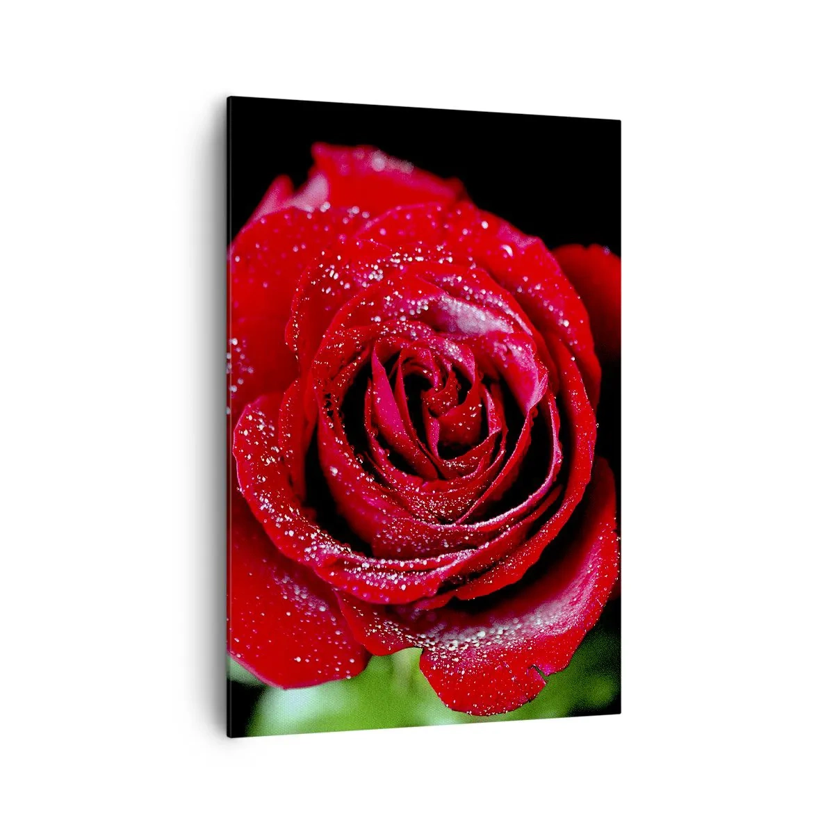 Obraz na płótnie - Czerwona róża pokryta kroplami rosy na czarnym tle. - 70x100cm - To właśnie miłość - Nowoczesna dekoracja ścienna do salonu i sypialni ARTTOR