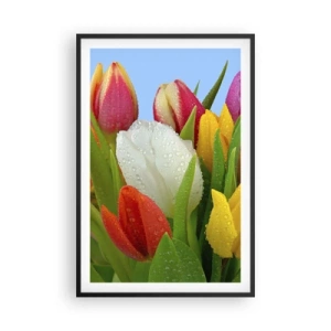 Plakat w czarnej ramie - Kwiatowa tęcza w kroplach rosy - 61x91 cm