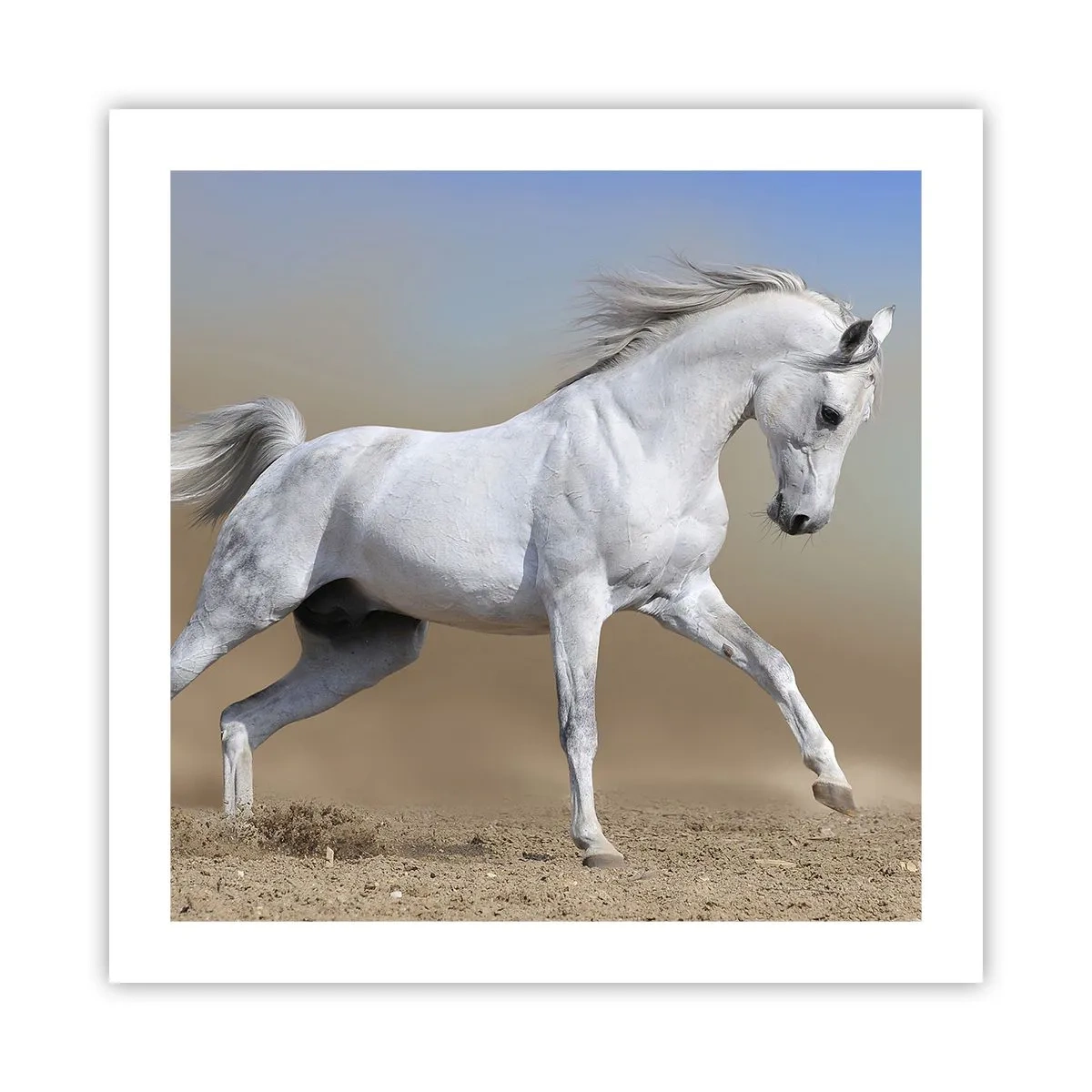 Plakat - Najpiękniejsza arabska baśń - 50x50 cm
