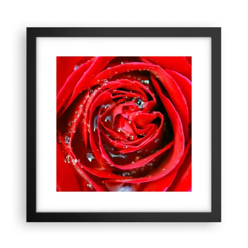 Plakat w czarnej ramie - W kroplach rosy - 30x30 cm