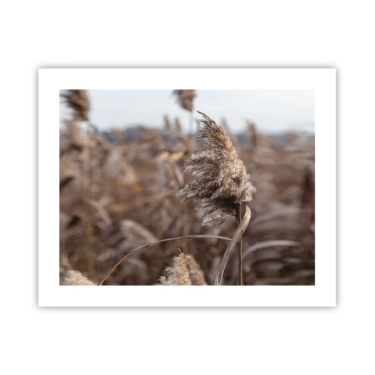 Plakat - Czas odlecieć z wiatrem - 50x40 cm