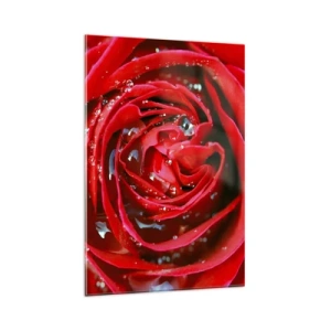 Obraz na szkle - Czerwona róża w zbliżeniu z kroplami wody na płatkach - 80x120cm - W kroplach rosy - Nowoczesna dekoracja ścienna do salonu i sypialni ARTTOR