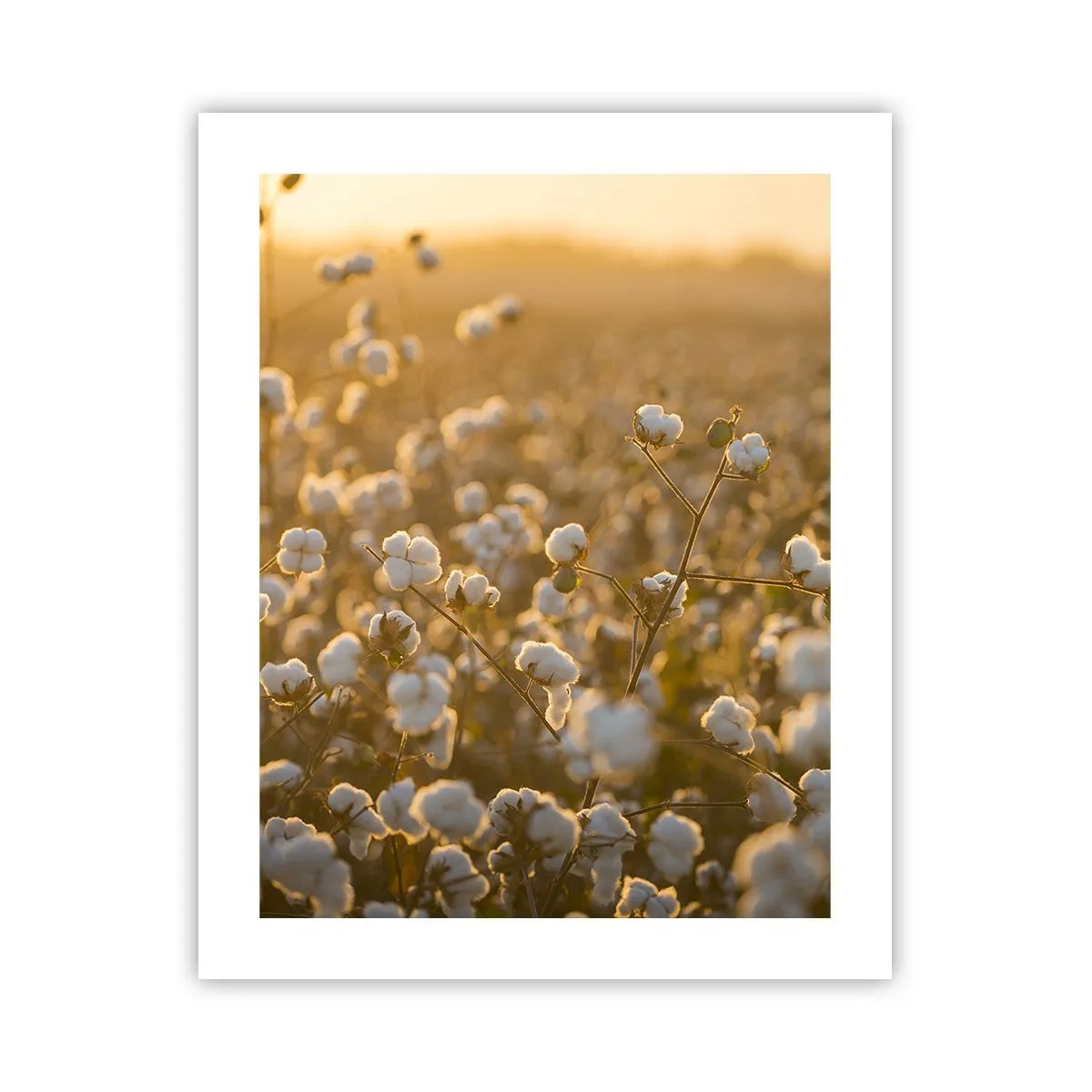 Plakat - Puszyste pole - 40x50 cm