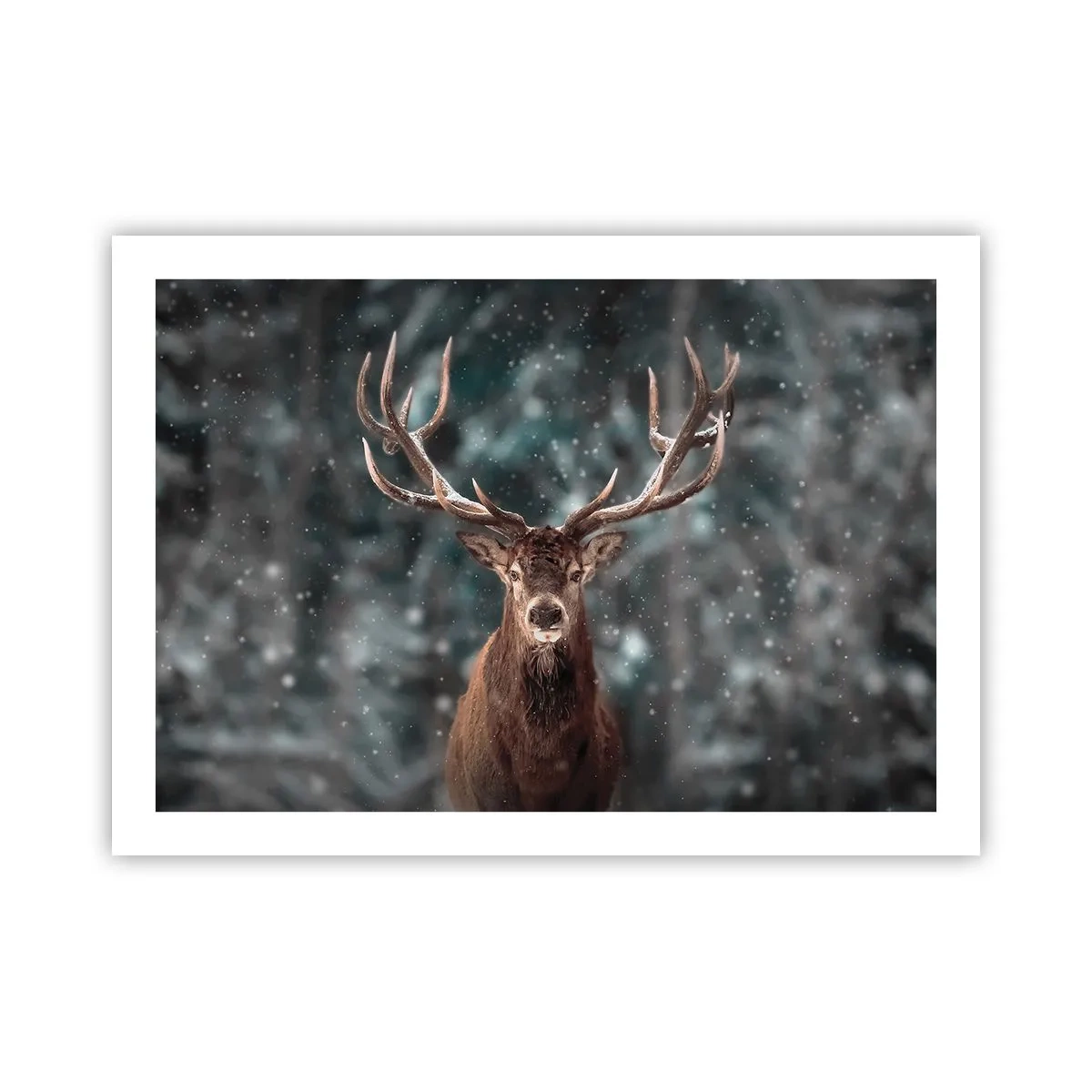 Plakat - Król lasu ukoronowany - 70x50 cm