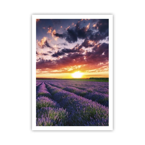 Plakat - Lawendowy świat - 70x100 cm