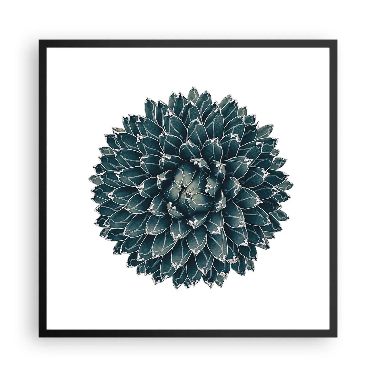 Plakat w czarnej ramie - Gwiazda pustyni - 60x60 cm