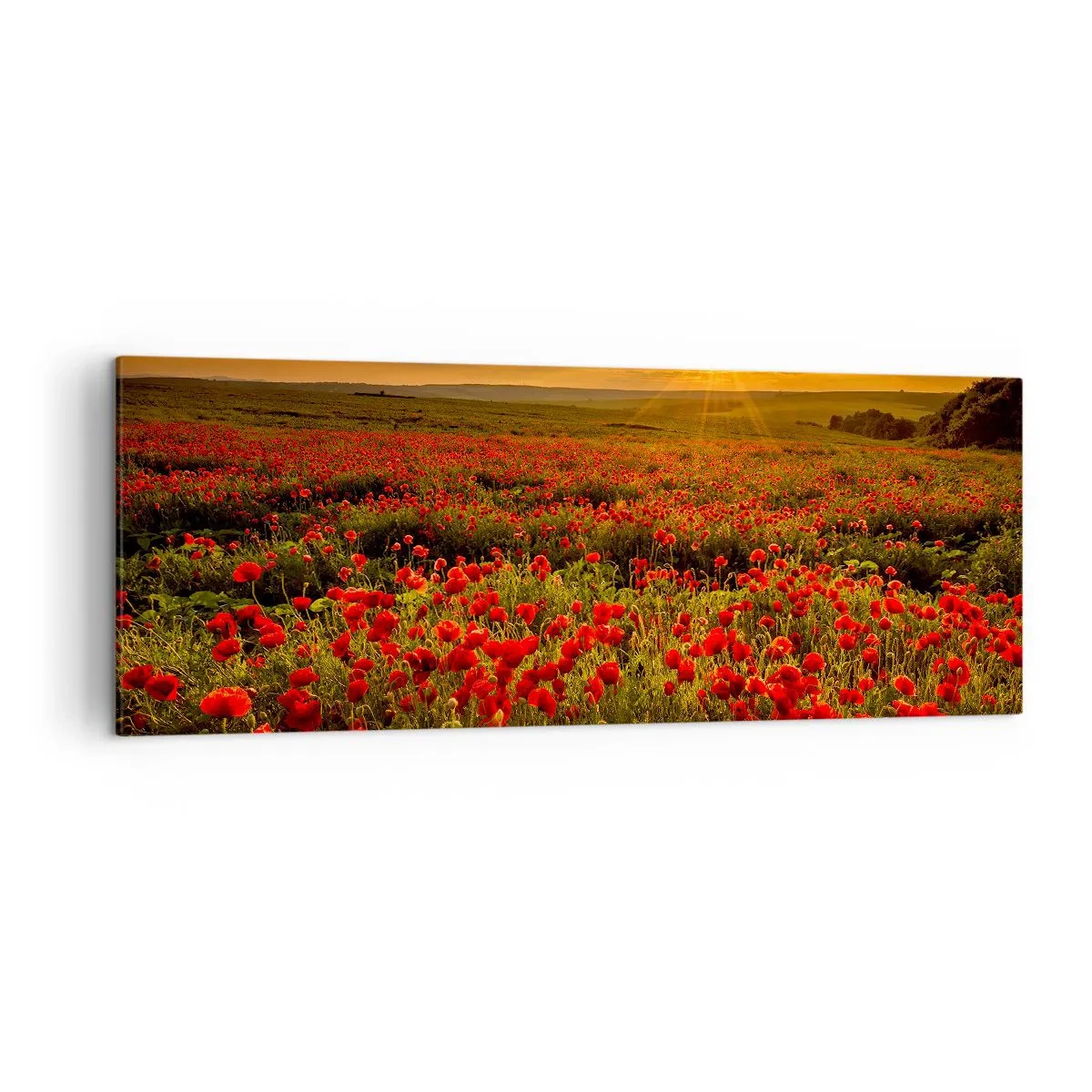 Obraz na płótnie - Pole czerwonych maków w blasku zachodzącego słońca - 140x50cm - Wśród fali łąk szumiących, wśród kwiatów powodzi - Nowoczesna dekoracja ścienna do salonu i sypialni ARTTOR