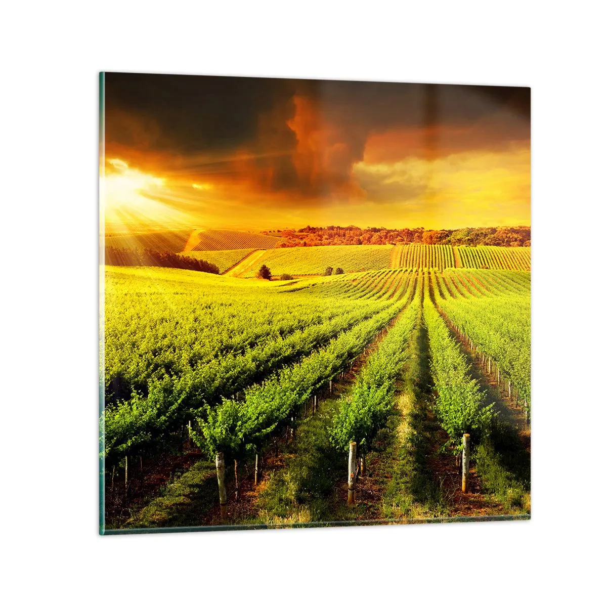 Obraz na szkle - Pod australijskim słońcem - 70x70 cm