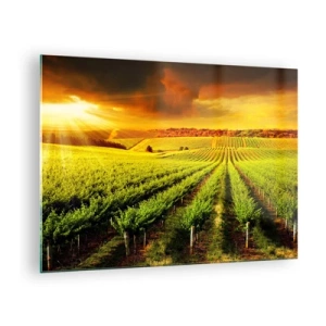 Obraz na szkle - Winnica w świetle zachodzącego słońca - 70x50cm - Pod australijskim słońcem - Nowoczesna dekoracja ścienna do salonu i sypialni ARTTOR