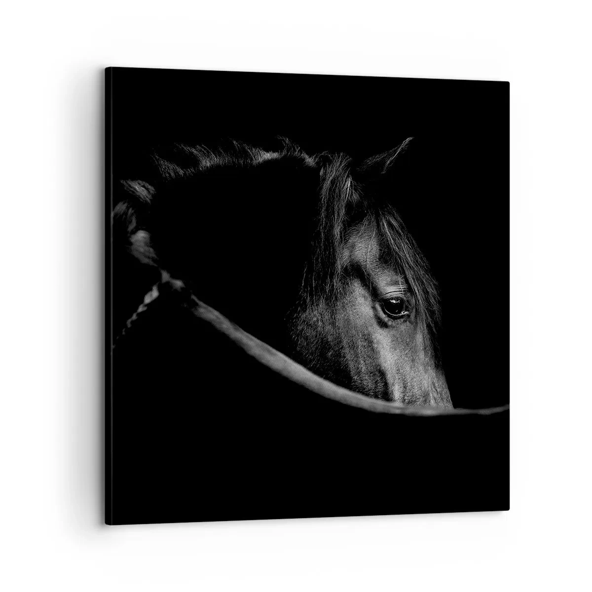 Obraz na płótnie - Czarny książę - 60x60 cm