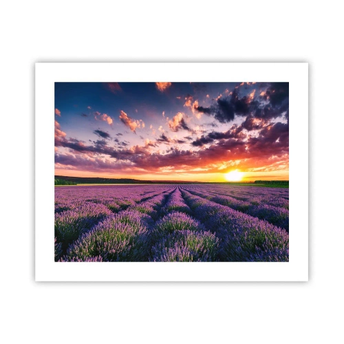 Plakat - Lawendowy świat - 50x40 cm