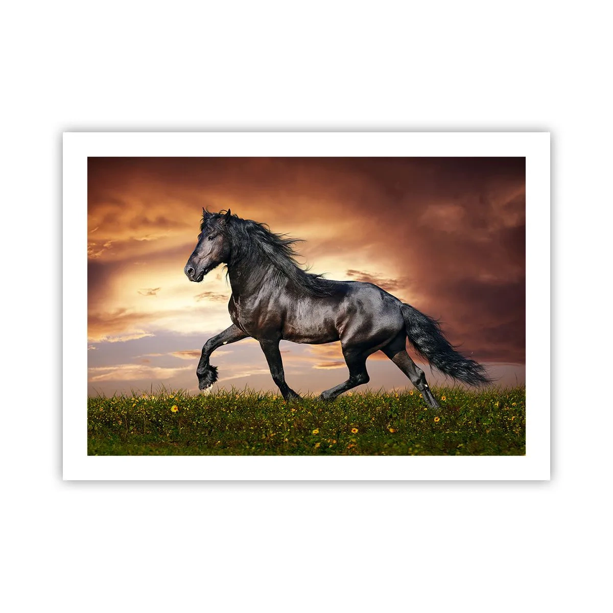 Plakat - Czarny książę - 70x50 cm