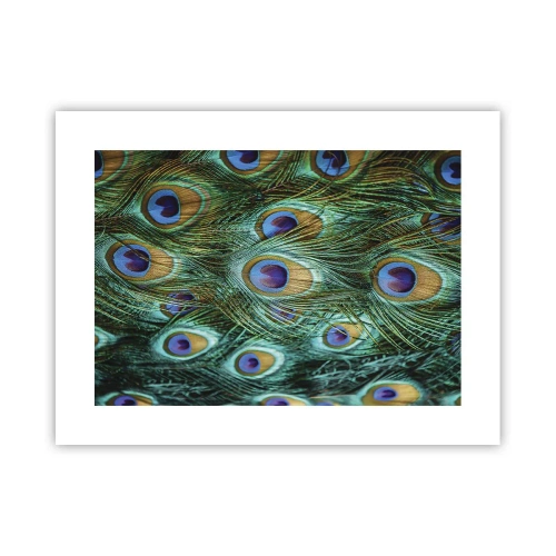 Plakat - Pawiookie spojrzenie - 40x30 cm