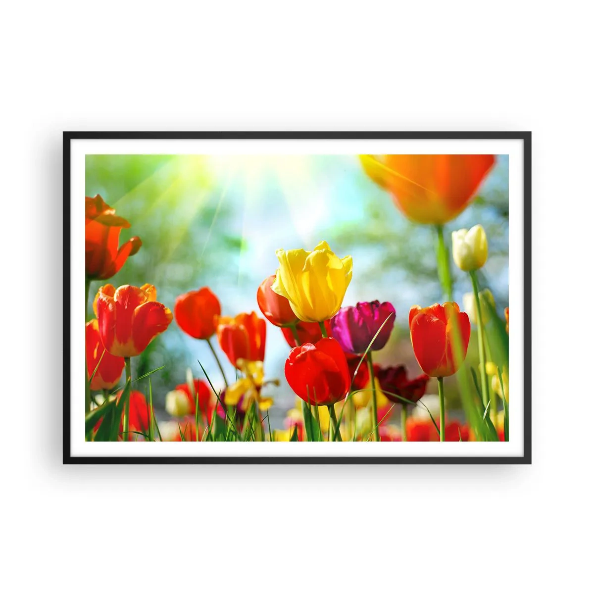 Plakat w czarnej ramie - Kolorowe tulipany w promieniach słońca - 100x70cm - Wszystkie barwy słońca - Nowoczesna dekoracja ścienna do salonu i sypialni ARTTOR