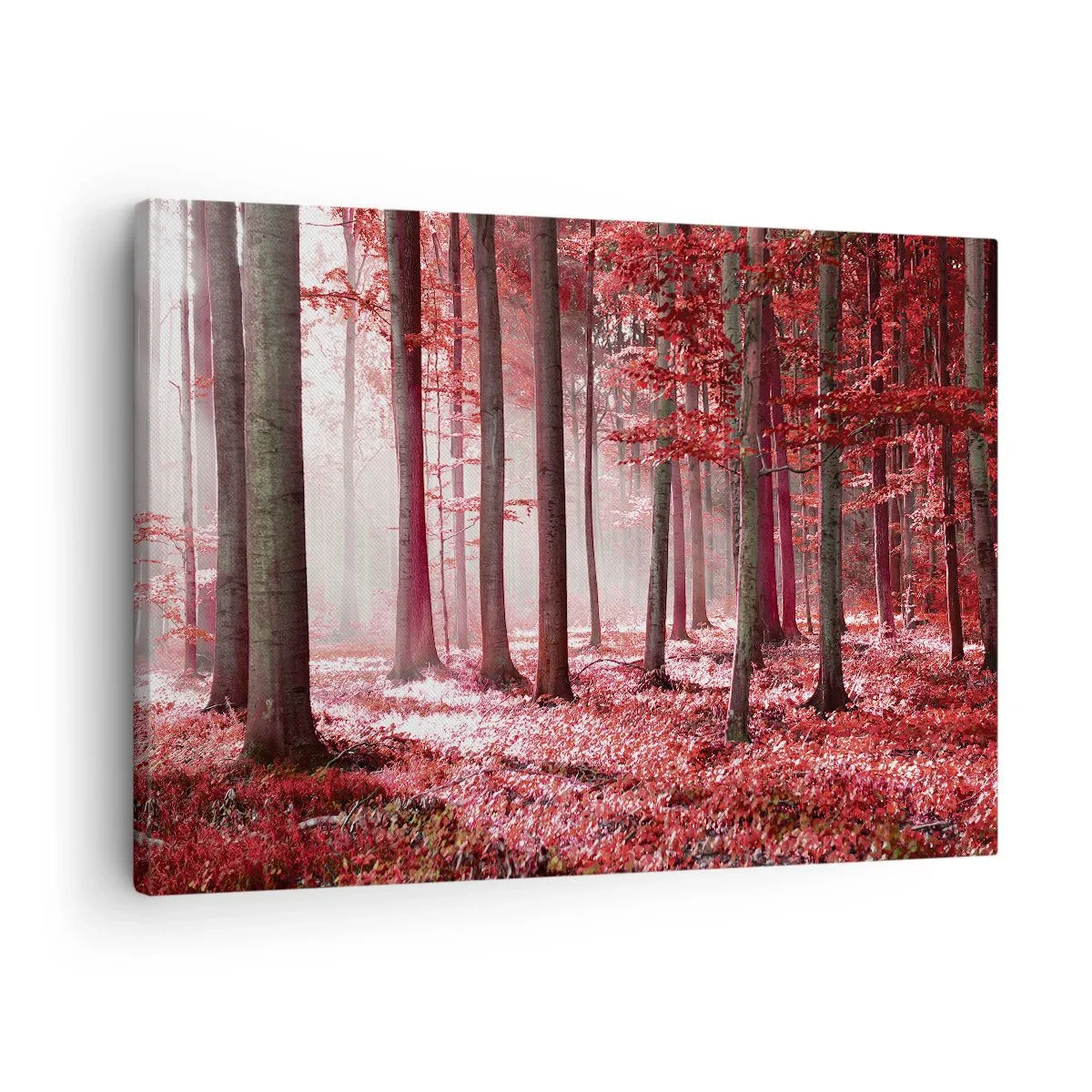 Obraz na płótnie - Zachwycający las w czerwonych barwach z promieniami światła przenikającymi przez drzewa - 70x50cm - Czerwony równie piękny - Nowoczesna dekoracja ścienna do salonu i sypialni ARTTOR