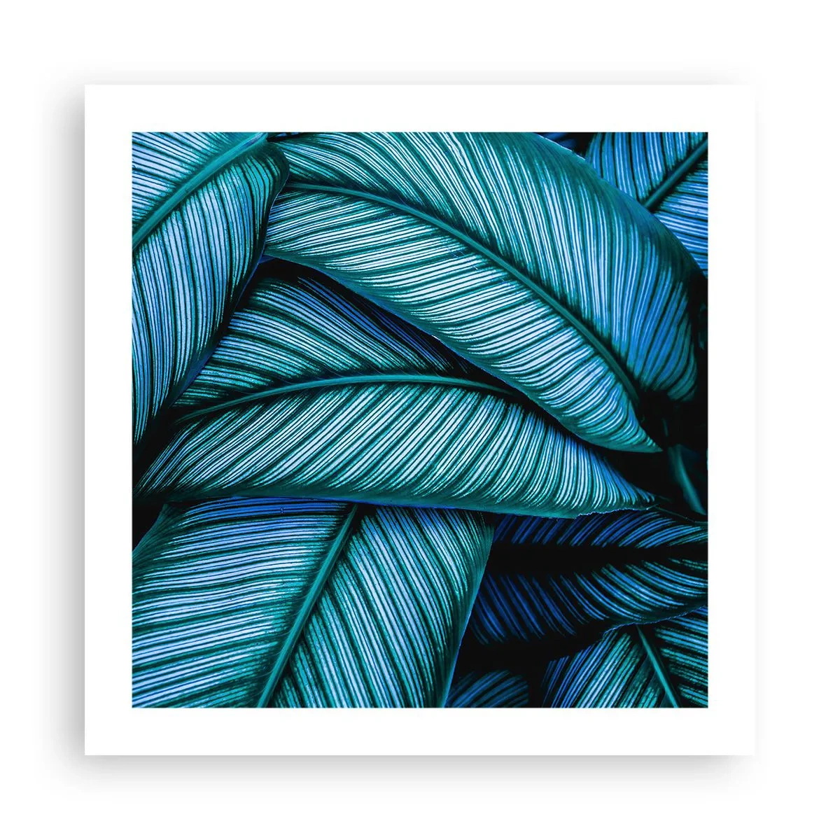 Plakat - Linie życia - 50x50 cm