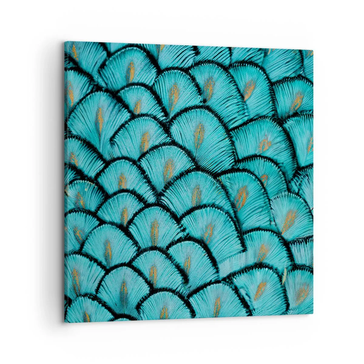 Obraz na płótnie - Wielka gala piór - 50x50 cm