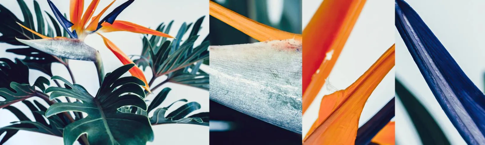 Fototapeta Próbka Samoprzylepna Deluxe Sticker - Ptakokrzak - Rośliny, Boho, Egzotyczny - 100x30 cm