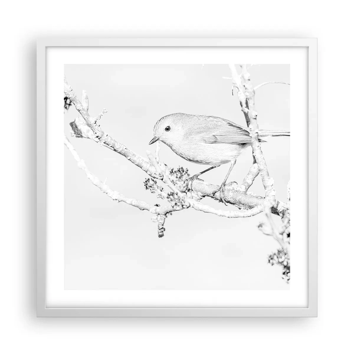 Plakat w białej ramie - Zimowy poranek - 50x50 cm