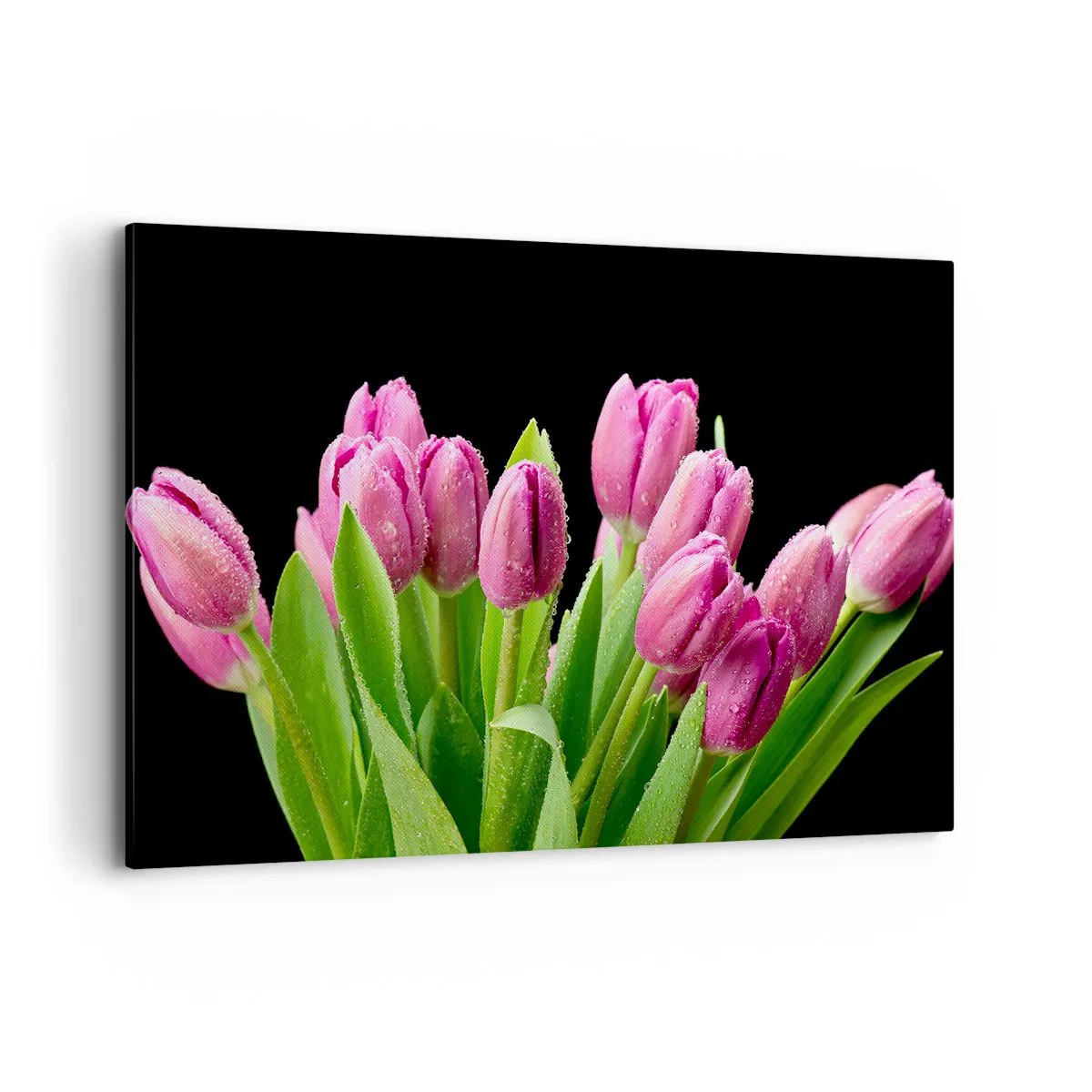 Obraz na płótnie - Różowe tulipany z kroplami rosy na czarnym tle - 120x80cm - Liliowa radość wiosny - Nowoczesna dekoracja ścienna do salonu, kuchni i sypialni ARTTOR