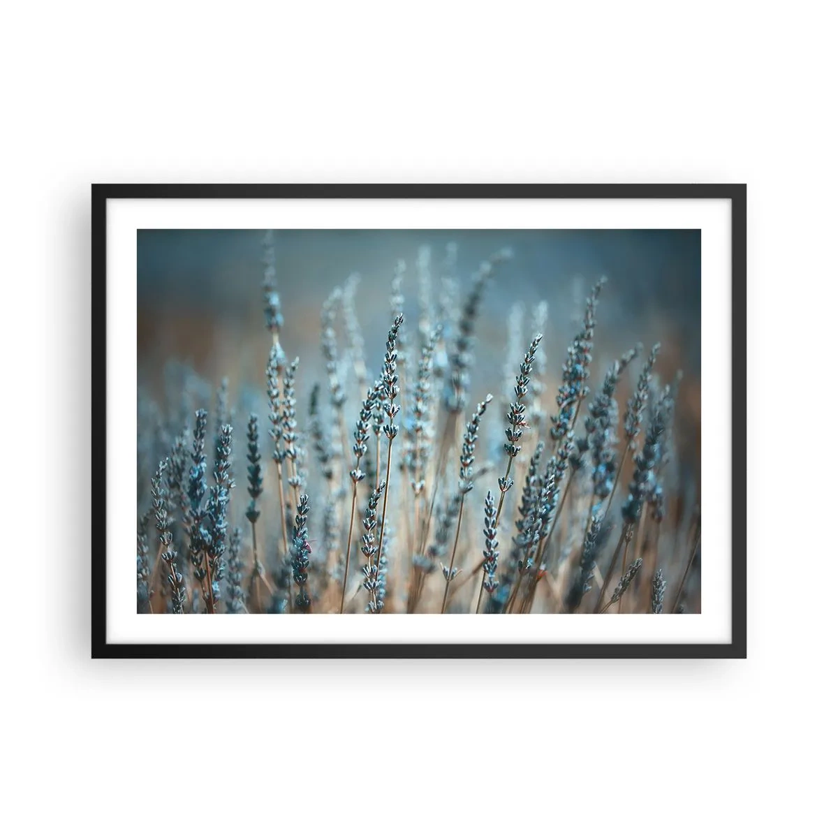 Plakat w czarnej ramie - Lawenda na polu w subtelnej pastelowej tonacji - 70x50cm - Pachnący łan - Nowoczesna dekoracja ścienna do salonu i sypialni ARTTOR