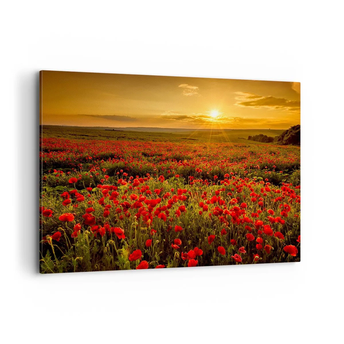 Obraz na płótnie - Pole czerwonych maków w blasku zachodzącego słońca - 100x70cm - Wśród fali łąk szumiących, wśród kwiatów powodzi - Nowoczesna dekoracja ścienna do salonu, kuchni i sypialni ARTTOR