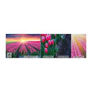 Fototapeta Próbka Premium Sand - Farma piękności - Kwiaty, Tulipany, Zachód Słońca - 100x30 cm