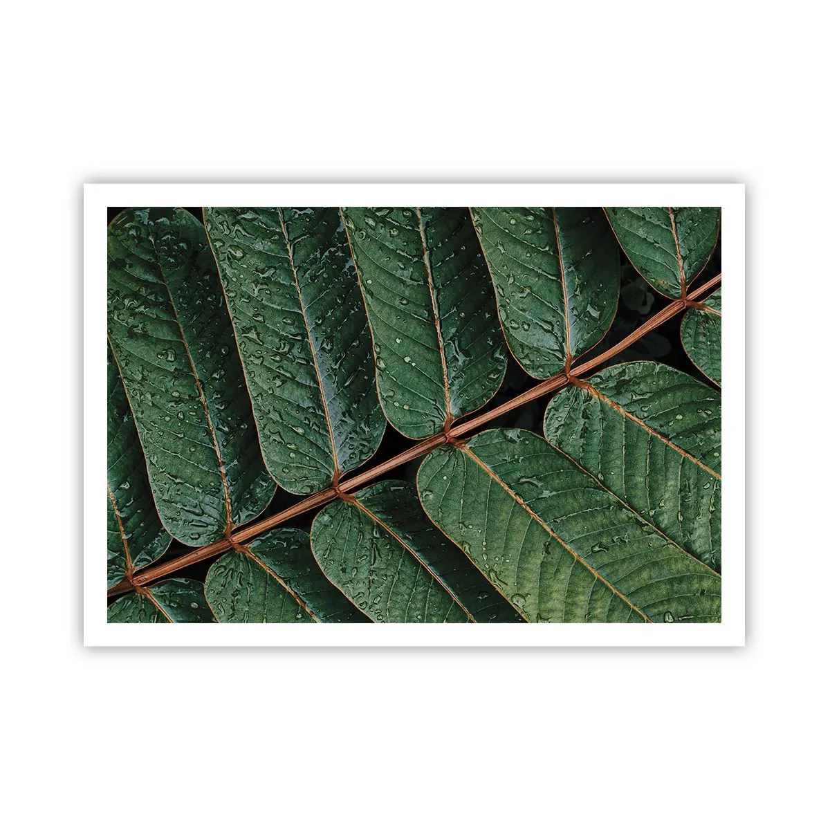Plakat - Zielone liście z kroplami rosy w makro ujęciu - 100x70cm - W zielonym rytmie - Nowoczesna dekoracja ścienna do salonu i sypialni ARTTOR