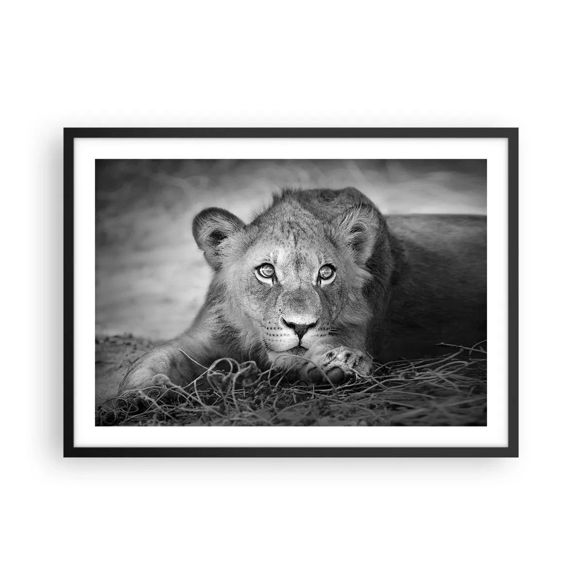 Plakat w czarnej ramie - Monochromatyczny portret leżącego młodego lwa - 70x50cm - Królewskie szczenię - Nowoczesna dekoracja ścienna do salonu i sypialni ARTTOR