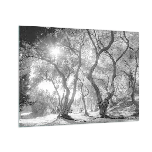Obraz na szkle - Czarno-białe drzewa oliwne w świetle słonecznym - 70x50cm - W oliwnym gaju - Nowoczesna dekoracja ścienna do salonu i sypialni ARTTOR