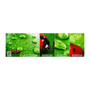 Fototapeta Próbka Standard Eco - Spotkanie w zieleni - Natura, Biedronka, Kropla Wody - 100x30 cm