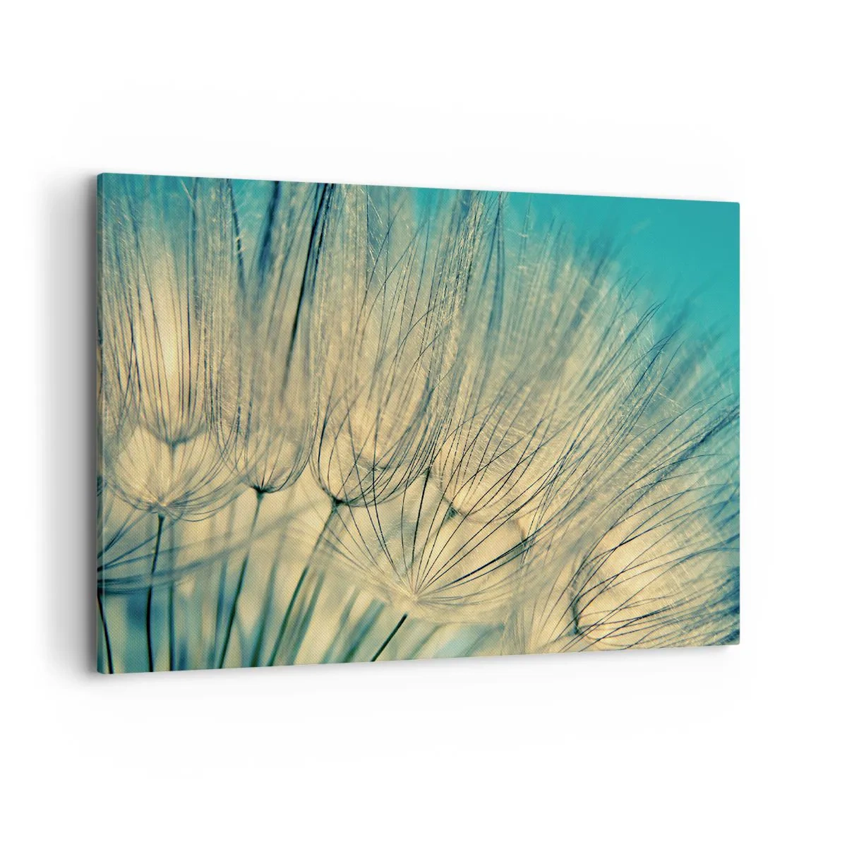 Obraz na płótnie - Makrofotografia dmuchawców w świetle dziennym - 120x80cm - W oczekiwaniu na wiatr - Nowoczesna dekoracja ścienna do salonu, kuchni i sypialni ARTTOR