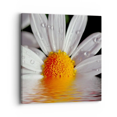 Obraz na płótnie - Wschodzące słońce margaretki - 40x40 cm