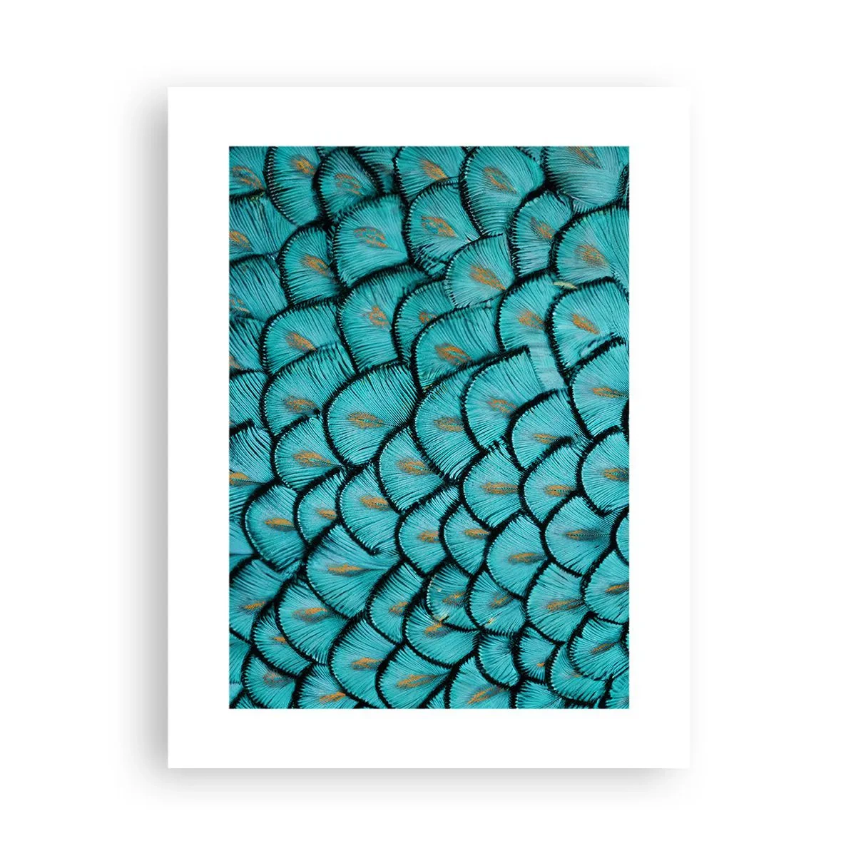 Plakat - Wielka gala piór - 30x40 cm